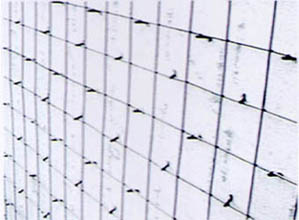 Reinforcement welded mesh